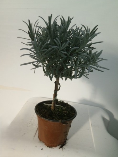 Lavendel, Stamm 11/20 cm officinalis Gewürze PP-Nr.: IT-07-0526