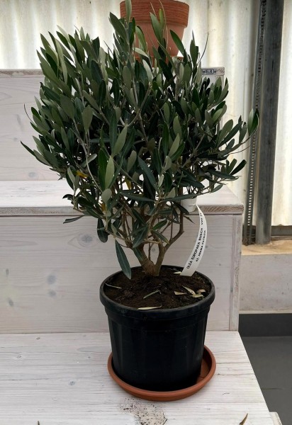 Oliven, Busch 20/55 cm Bunter Topf PP-Nr.: IT-19-0953