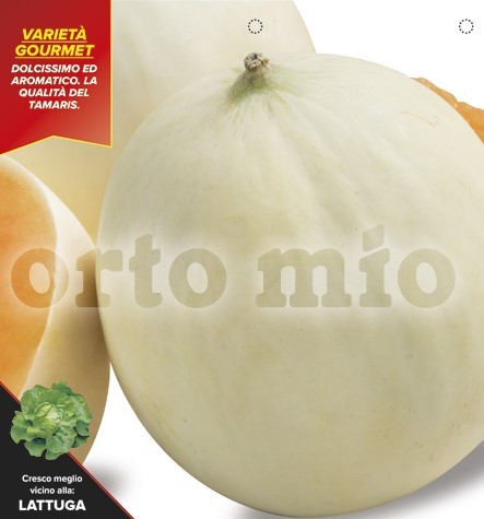 Melonen, 10/20 cm Honigmelone, glatte Schale, Sorte Bacir (F1); resistent gegen Mahltau PP-Nr.: I