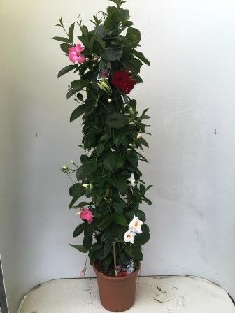 Dipladenia, Pyramide 24/110 cm Sundaville - tricolor (rot/rosa/weiß) PP-Nr.: IT-19-0288