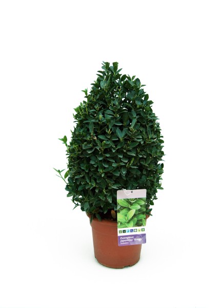 Euonymus, Busch 21/55 cm japonica - grün PP-Nr.: ES-17-46/1519