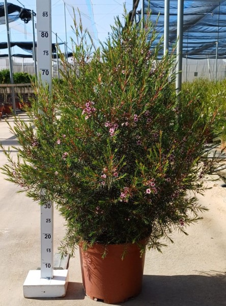 Wax Flower, Busch 27/90 cm PP-Nr.: ES 14 30 3185