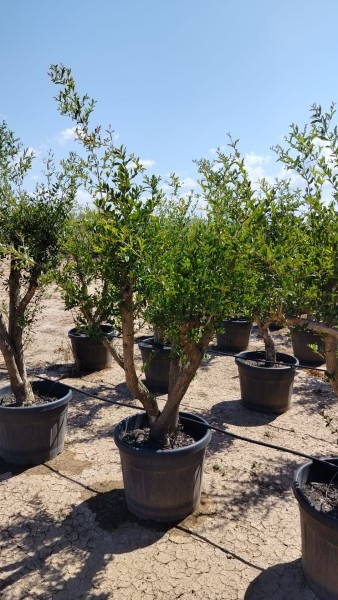 Punica Granatum , Stamm 90LT/200 cm PP-Nr.: ES-17-46/1610