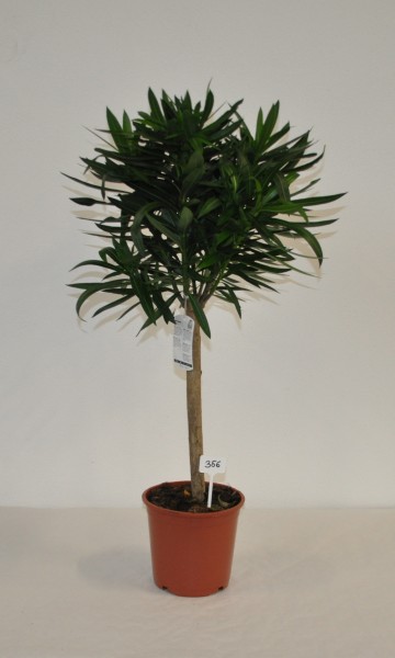 Nerium, Stamm 22/95 cm Oleander, gemischte Farben PP-Nr.: IT-19-0867