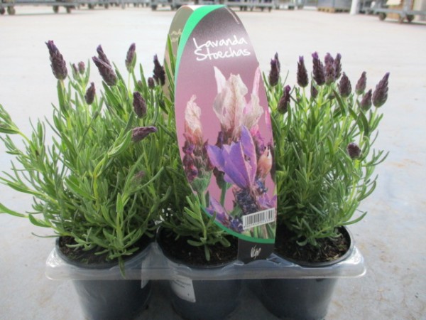 Lavendel, Busch 9 cm VIGO Tragpalette 6er Pack stoechas PP-Nr.: IT-07-0248