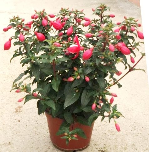 Fuchsia, Busch 15/40 cm im Tontopf PP-Nr.: IT-07-0526