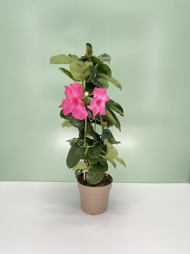 Mandevilla, Pyramide 17/70 cm amabilis PP-Nr.: IT-16BT0373