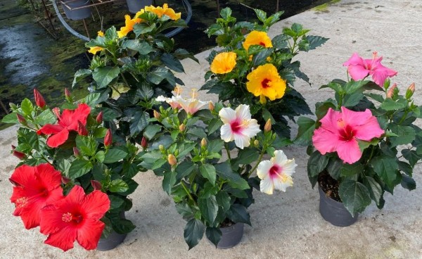 Hibiscus , Busch 17/40 cm rosa sinensis PP-Nr.: IT-16BT0373