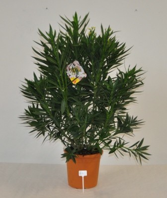 Nerium, Busch 26/90 cm Oleander, gemischte Farben PP-Nr.: IT-19-0867