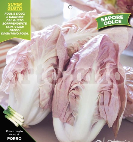 Chicoree, 9er Tasse cm rosaroter Verona PP-Nr.: IT-08-1868