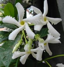 Rhyncospermum, Pyramide 15/70 cm jasminoides - Sternjasmin PP-Nr.: IT-07-0526