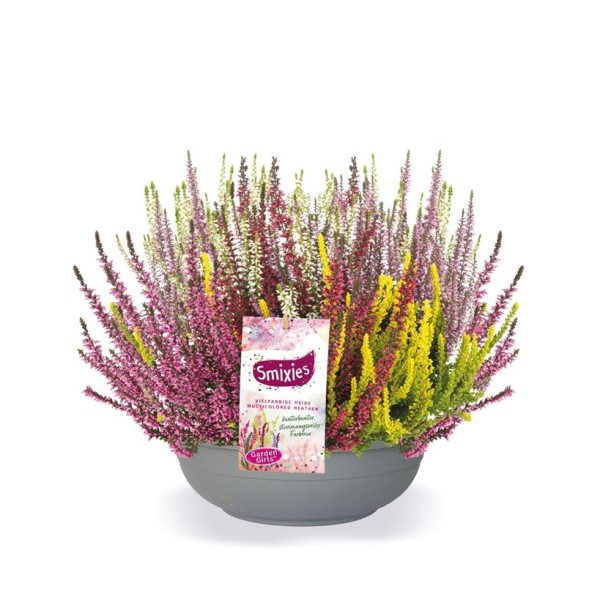 Calluna GG, 23 cm Smixies 5 Farben in der Schale PP-Nr.: DE-NI-115639