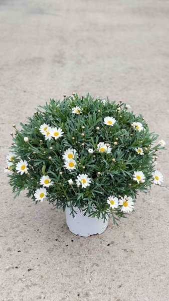 Margeriten, Busch 18/50 cm weiß PP-Nr.: IT-07-0526