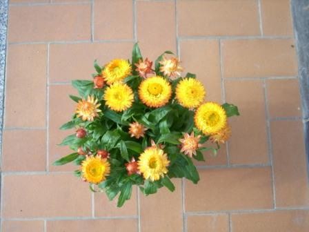 Helichrysum, Busch 18/50 cm bracteatum - Strohblume PP-Nr.: IT-07-0526
