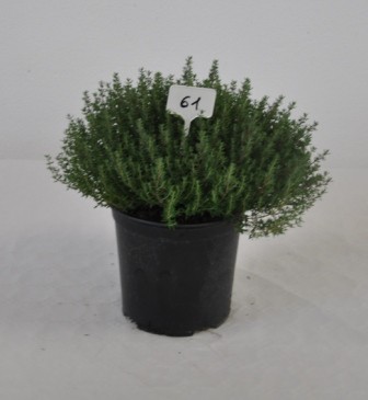 Thymian, Busch 18/40 cm verschiedene Sorten Gewürze PP-Nr.: IT-07-0526