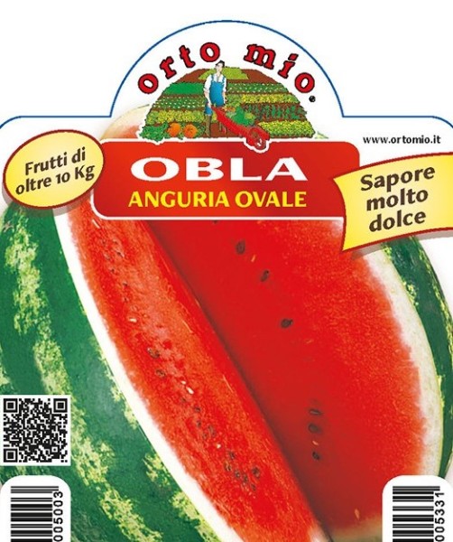 Wassermelone oval, Sorte Obla (F1); purpurote Variante, 10/20 cm PP-Nr.: IT-08-1868