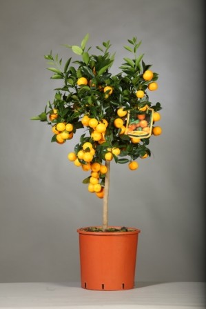 Citrus, Stamm 24/120 cm Madurensis - Calamondin PP-Nr.: IT-19-1880