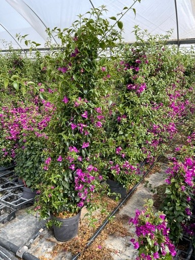 Bougainvillea, Pyramide 27/150 cm sanderiana PP-Nr.: IT-16BT0373