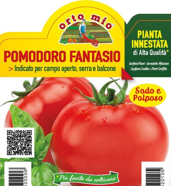 Tomaten veredelt runde Salattomate, Sorte Fantasio (F1), 10/20 cm resistent gegen Mehltau PP-Nr.: