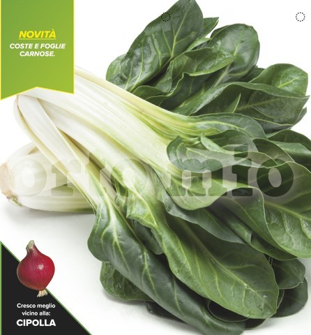 Mangold , 6er Tasse cm Ernte im Ganzen, Sorte Corolla PP-Nr.: IT-08-1868