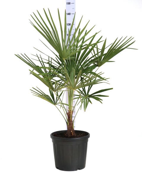 Chamaerops, Busch 35/135 cm excelsa (Trachycarpus fortuneii) PP-Nr.: IT-19-0066