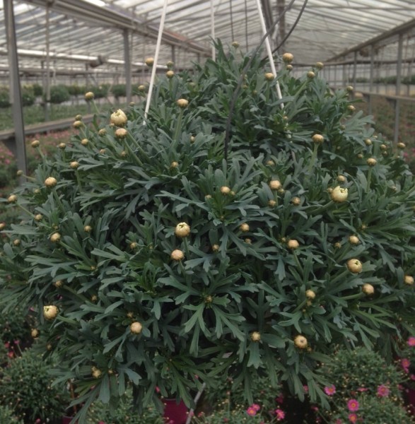 Hydrangea, Busch 60/100 cm macrophilla - Hortensie PP-Nr.: IT-07-0526