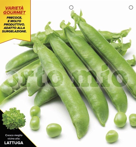 Erbsen, 12er Tasse cm Erbse halbwüchsig, Sorte Diablo PP-Nr.: IT-08-1868