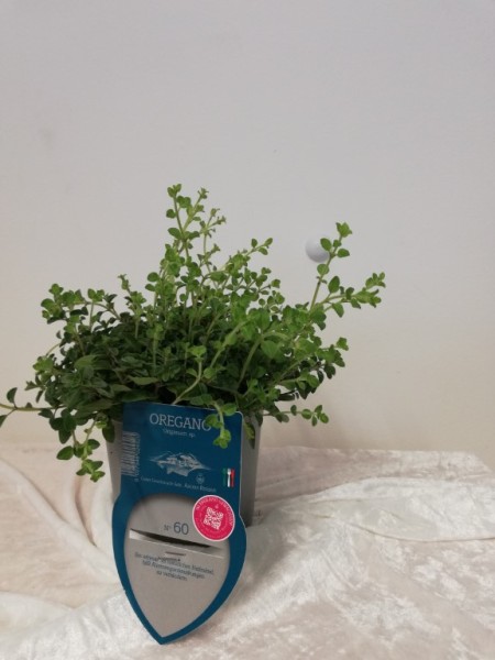 Oregano, Busch 13/20 cm "AROMA RISERVA"® mit DEKO-Stecketikett PP-Nr.: IT-07-0248