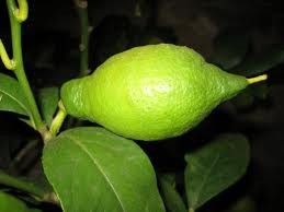 Citrus, Mini-Stamm 15/40 cm echte grüne Limette PP-Nr.: IT-19-1627