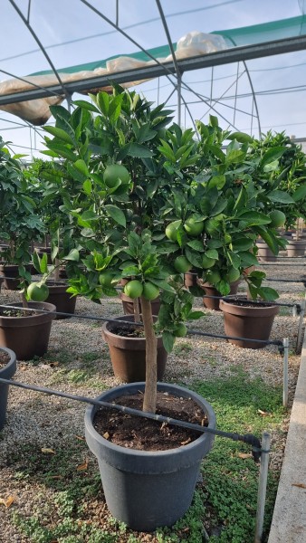 Citrus, Stamm 55x41/190 cm Sinensis - Orange Lira Topf PP-Nr.: IT-19-1627