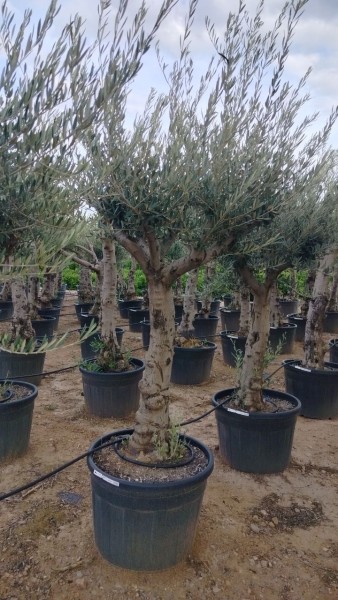 Oliven , Stamm 90 LT/270 cm dicker Stamm PP-Nr.: ES-17-46/1610