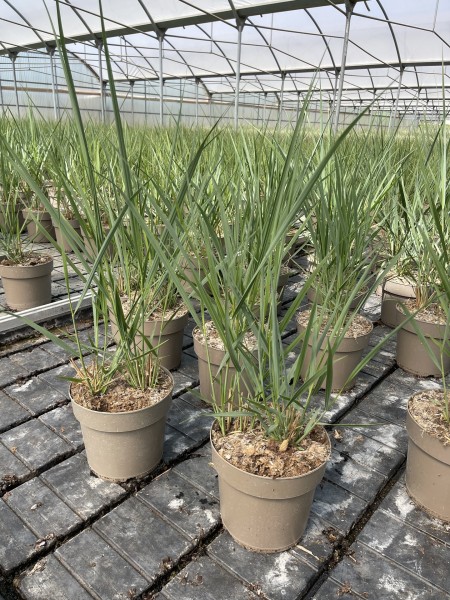 Gräser, Busch 21/70 cm Panicum Nordwind PP-Nr.: IT-16BT0373