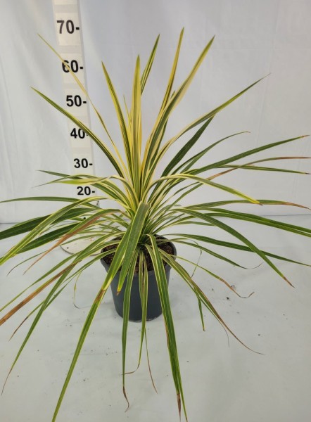 Cordyline, Stamm 23/90 cm Torbay Dazzler PP-Nr.: ES 14 30 3185