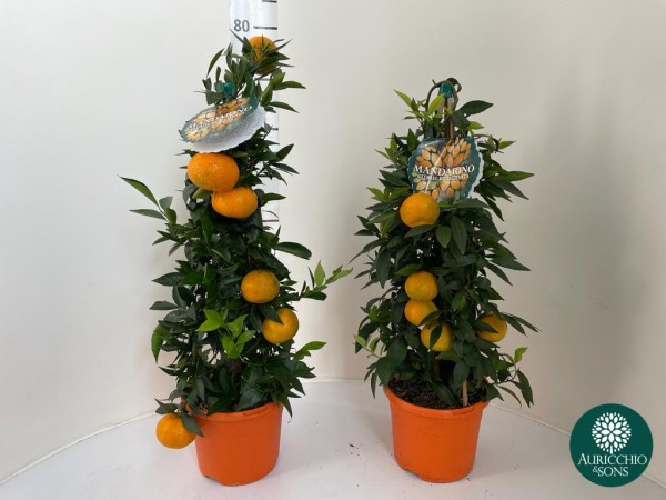 Citrus, Pyramide 19/65 cm reticulata mandarin PP-Nr.: IT-16-0165