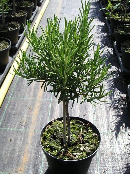 Rosmarin, Stamm 18/80 cm officinalis Gewürze PP-Nr.: IT-07-0526