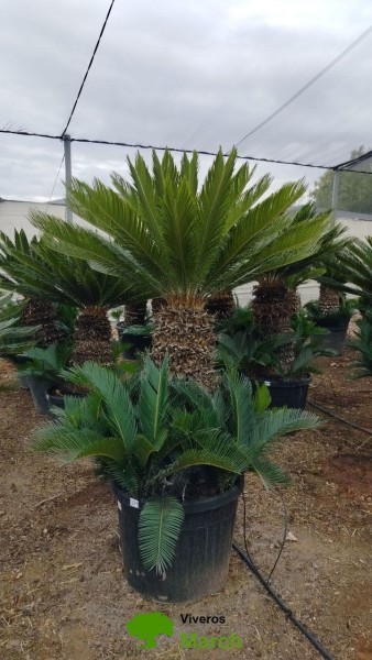 Cycas Revoluta, Stamm 80LT/170 cm PP-Nr.: ES-17-46/1610