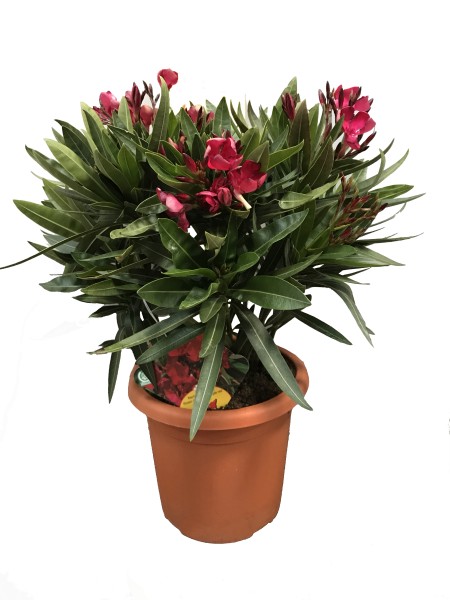 Nerium, Busch 18/55 cm Oleander, gemischte Farben PP-Nr.: IT-19-0867
