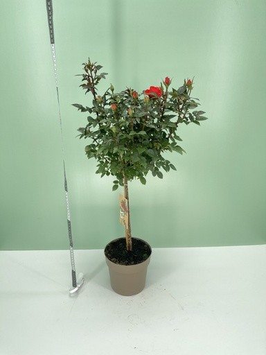 Rose, Stamm 17/70 cm hybrida PP-Nr.: IT-16BT0373