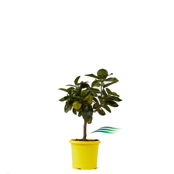 Citrus , Mini-Stamm 15/40 cm Purscha PP-Nr.: IT-19-1627