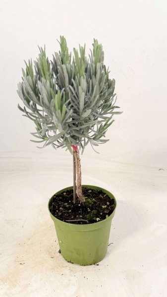 Lavendel, Stamm 14/50 cm officinalis Gewürze PP-Nr.: IT-07-0526