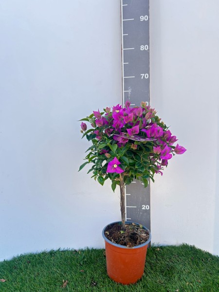 Bougainvillea, 1/2 Stamm 17/50 cm Alexandra PP-Nr.: IT-19-0282