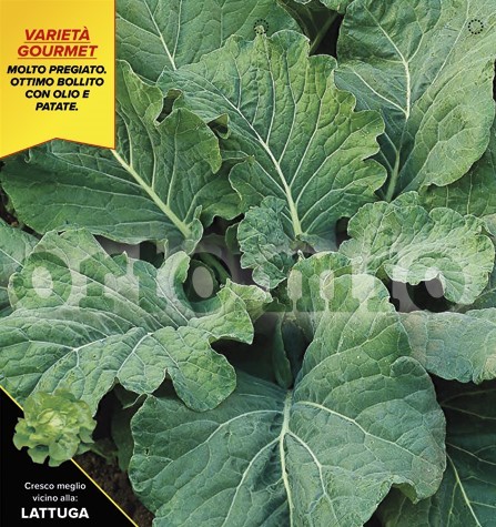 Brokkoli, 6er Tasse cm blättriger Tafelbroccoli PP-Nr.: IT-08-1868