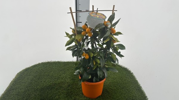 Citrus, Spalier 19/60 cm japonica kumquat PP-Nr.: IT-16-0165