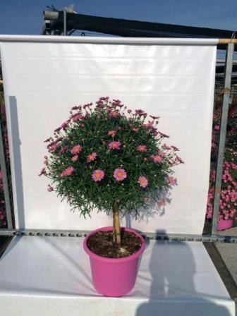Margeriten, Stamm 14/60 cm rosa PP-Nr.: IT-07-0526