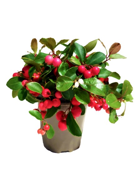 Gaultheria, 9/10 cm PP-Nr.: DE-NW-1200813