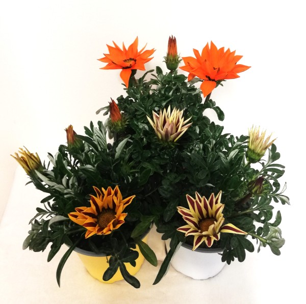 Gazania, Busch 14/30 cm Mittagsgoldblume PP-Nr.: IT-07-0526