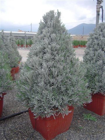 Lavendel, Pyramide 30x30/130 cm officinalis Gewürze PP-Nr.: IT-07-0526