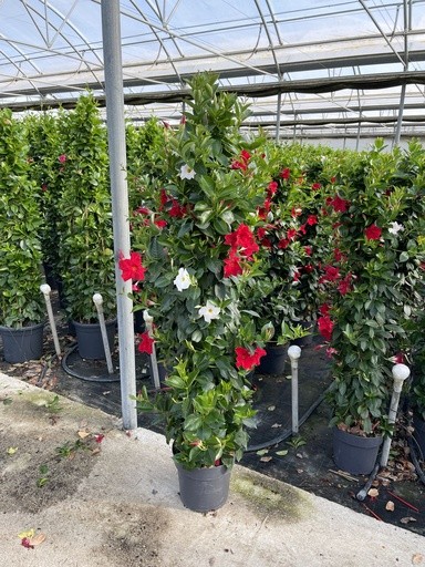 Dipladenia, Pyramide 27/160 cm bicolor PP-Nr.: IT-16BT0373