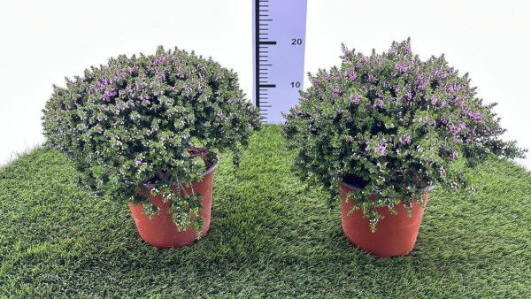 Thryptomene, Busch 14/25 cm saxicola PP-Nr.: IT-16-0165