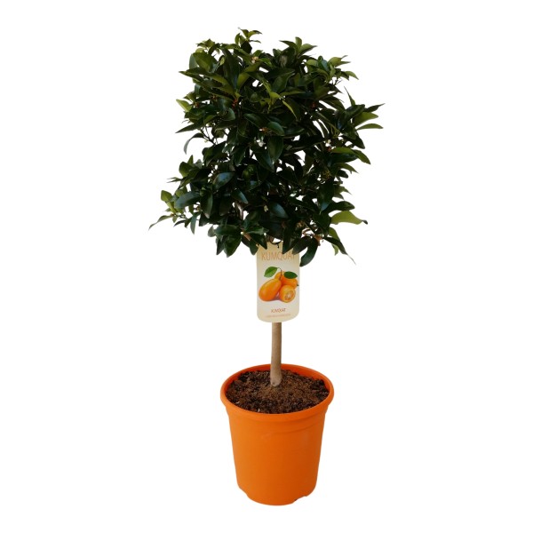 Citrus , Stamm 23/90 cm Kumquat PP-Nr.: ES 14 30 3185